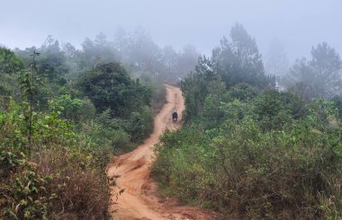 Yaz aylarında sisli bir günde çam ağacı ormanı.