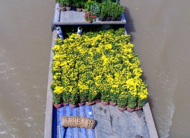 Güney Vietnam'da ilkbaharda Mekong Nehri üzerinde çiçek taşıyan kargo teknesi.
