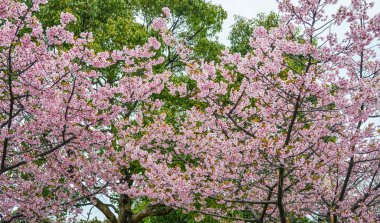 Kiraz çiçekleri (sakura) ilkbaharda parkta çiçek lenme.