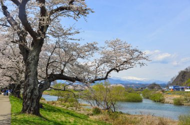 Miyagi, Japonya - Nis 14, 2019. Miyagi güneşli bir günde Shiroishi Nehri yakınlarında Kiraz çiçeği, Japonya.