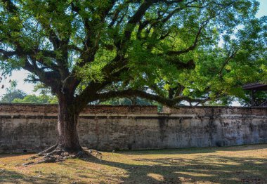Penang, Malezya genel parkta büyük ağaç.