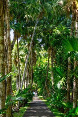 Mauritius Adası'ndaki botanik bahçesindeağaçlar. Mauritius Hint Okyanusu'nda yaklaşık 2.000 kilometre lik bir ada ülkesidir..