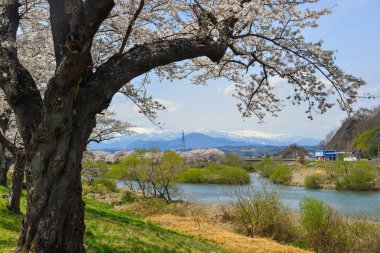 Miyagi, Japonya - Nis 14, 2019. Miyagi güneşli bir günde Shiroishi Nehri yakınlarında Kiraz çiçeği, Japonya.