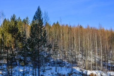 Heilongjiang, Çin'de kışın çam ağacı ormanı.
