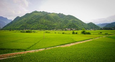 Sapa yaz gününde pirinç tarlası, Kuzey Vietnam.