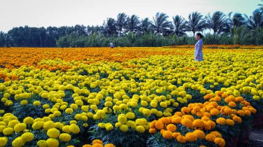 Can Tho, Vietnam - 31 Ocak 2016. Can Tho, Vietnam'da ilkbaharda çiçek tarlasında çalışan insanlar.