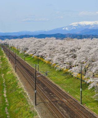 Miyagi, Japonya - 14 Nisan 2019. Miyagi Zao Mountain Range arka plan ile Kiraz çiçeği, Japonya.