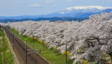 Miyagi Zao Mountain Range arka plan ile Kiraz çiçeği, Japonya.