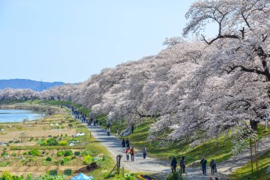 Miyagi, Japonya - Nis 14, 2019. Miyagi güneşli bir günde Shiroishi Nehri yakınlarındaki kiraz çiçeği yolda yürüyen insanlar, Japonya.
