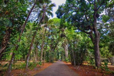 Mauritius Adası'ndaki botanik bahçesindeağaçlar. Mauritius Hint Okyanusu'nda yaklaşık 2.000 kilometre lik bir ada ülkesidir..
