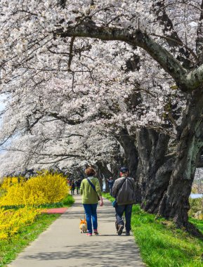 Miyagi güneşli bir günde Shiroishi Nehri yakınlarındaki kiraz çiçeği yolda yürüyen köpekler ile Insanlar, Japonya.