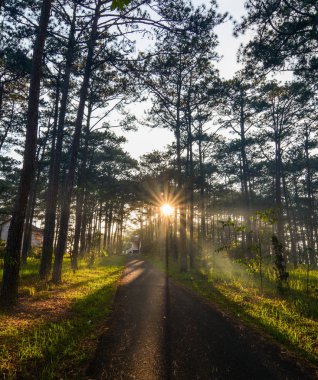Dalat, Vietnam gün doğumunda güneş ışıkları ile Çam ağacı orman.