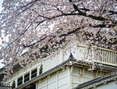 Kyoto, Japonya'da ilkbaharda Japon kiraz çiçekleri.