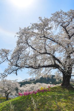 Miyagi güneşli bir günde Shiroishi Nehri yakınlarında Kiraz çiçeği, Japonya.