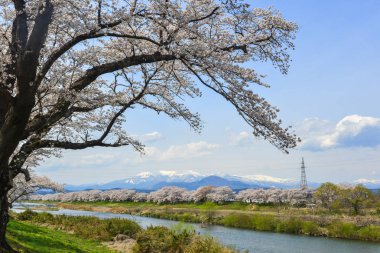 Miyagi güneşli bir günde Shiroishi Nehri yakınlarında Kiraz çiçeği, Japonya.