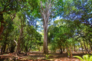 Mauritius Adası'ndaki botanik bahçesindeağaçlar. Mauritius Hint Okyanusu'nda yaklaşık 2.000 kilometre lik bir ada ülkesidir..