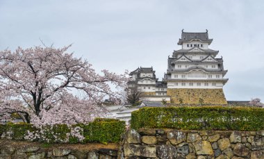 Antik Himeji Kalesi (Japonya) ilkbaharda kiraz çiçeği ile.