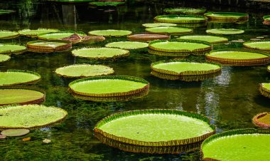 Mauritius Adası'ndaki Sir Seewoosagur Ramgoolam Botanik Bahçesi'ndeki gölette dev nilüferler (Victoria Amazonica).