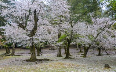 Kyoto, Japonya'da ilkbaharda Japon kiraz çiçekleri.