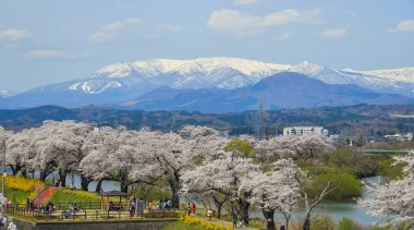 Miyagi, Japonya - Nis 14, 2019. Miyagi Zao Mountain Range arka plan ile Kiraz çiçeği, Japonya.