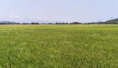 Mekong Deltası yaz aylarında Pirinç tarlası, Güney Vietnam.