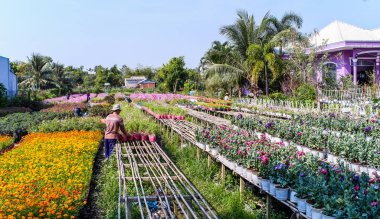 Sa Dec, Vietnam - 31 Ocak 2016. İnsanlar Sa Dec, Vietnam bahar zamanında çiçek tarlasında çalışan.