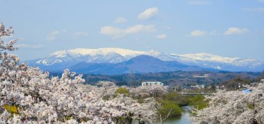 Miyagi Zao Mountain Range arka plan ile Kiraz çiçeği, Japonya.