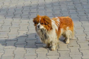Jilin kırsal yolda oynayan küçük köpek, Çin.