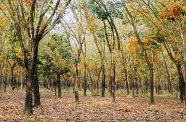Güney Vietnam'da seringa (kauçuk ağaç) ahşap erken sabah görünümü.
