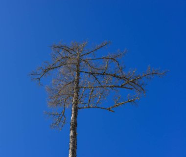 İlkbaharda mavi gökyüzünün altındaki ağaç. Doğa arka planı.
