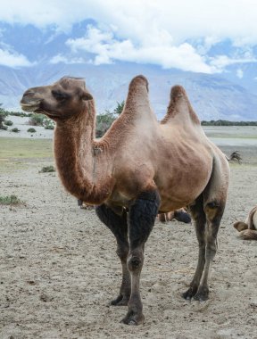Hindistan'ın kuzeyindeki Ladakh'ta kum tepede duran bir deve.