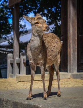 Japonya 'daki Nara Park' ta vahşi geyik. Geyikler Nara 'nın en büyük turistik cazibesinin sembolüdür..