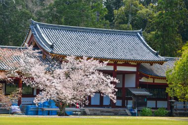 Nara, Japonya'da antik bina ile Kiraz çiçekleri. Nara, japonya'nın eski başkentidir..