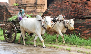 Tozlu yolda saman ile sepeti çekerek iki beyaz öküz ve Myanmar (Burma) sürme Asyalı adam ile Amazing kırsal manzara).