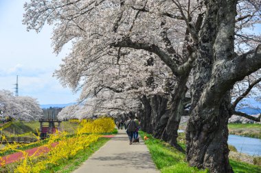 Miyagi, Japonya - Nis 14, 2019. Miyagi, Japonya güneşli bir günde Shiroishi Nehri yakınlarındaki kiraz çiçeği parkta zevk İnsanlar.
