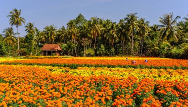 Can Tho, Vietnam - 31 Ocak 2016. Can Tho, Vietnam'da ilkbaharda çiçek ekimi üzerinde çalışan insanlar.