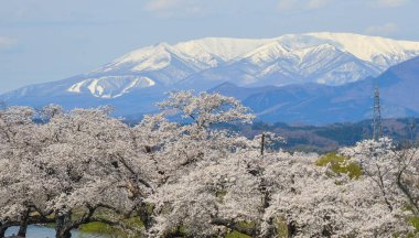 Miyagi Zao Mountain Range arka plan ile Kiraz çiçeği, Japonya.