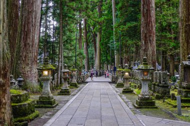 Wakayama, Japonya - 24 Kasım 2016. Wakayama' daki Koya (Koyasan) Mt. Koya'daki Okunoin Mezarlığı' nda çam ormanı.