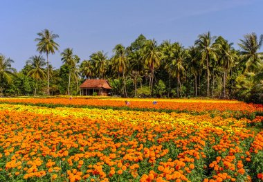 Can Tho Eyaleti, Mekong Deltası, Güney Vietnam'da güneşli bir günde çiçek tarlası.