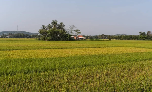 Τομέα Του Ρυζιού Στην Ηλιόλουστη Μέρα Στο Δέλτα Του Μεκόνγκ — Φωτογραφία Αρχείου