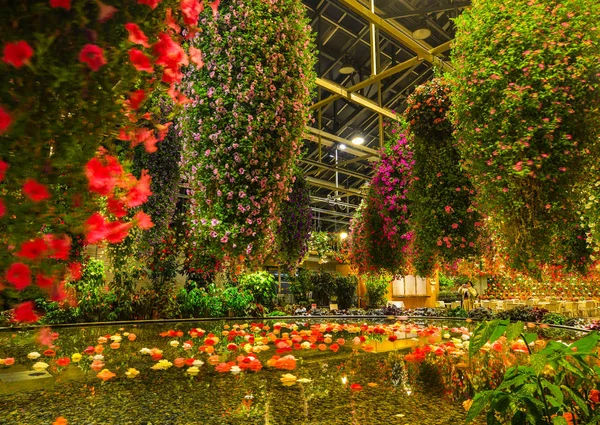 Nagoya Japão Março 2018 Flores Coloridas Florescendo Estufa Nagoya Japão — Fotografia de Stock