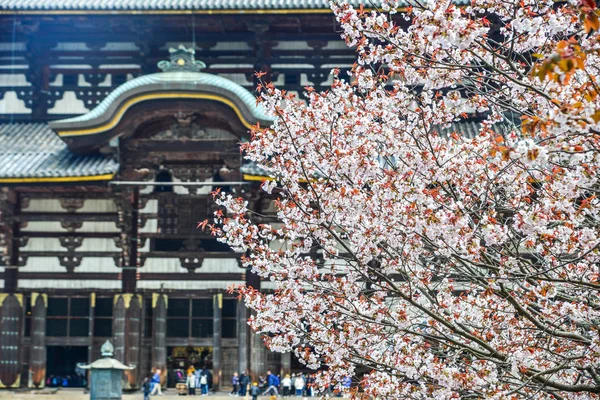 Antiguo Templo Budista Todai Con Flor Cerezo Nara Japón — Foto de Stock