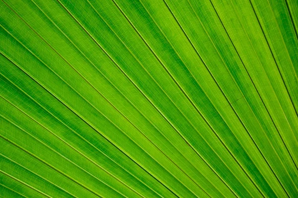 Leaf Botanic Garden Nature Background Leaf Texture — Stock Photo, Image