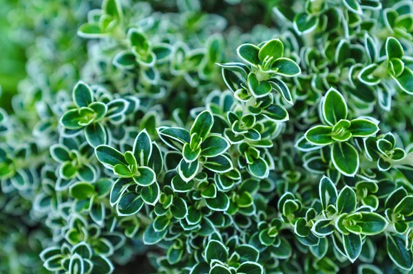 Pequenas Plantas Jardim Botânico Dia Ensolarado — Fotografia de Stock