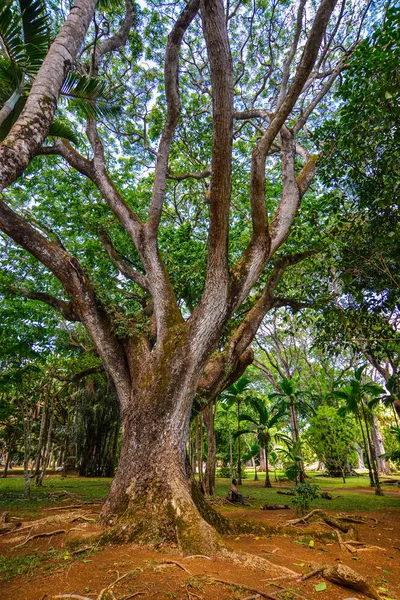 Grande Albero All Orto Botanico Sull Isola Mauritius Mauritius Una — Foto Stock