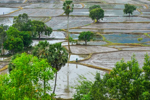 Vista Aérea Campo Arroz Dia Verão Giang Vietnã — Fotografia de Stock