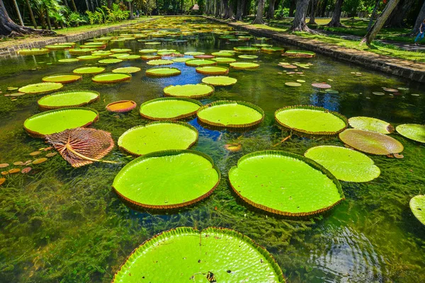 モーリシャス島のサー シーウーサグル ラングーラム植物園で巨大なスイユリ ビクトリア アマゾニカ — ストック写真
