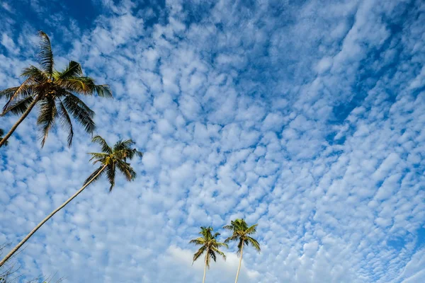 Palmiers Sous Ciel Bleu Avec Des Nuages Blancs Par Temps — Photo