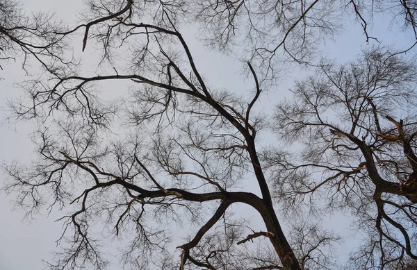 Gedroogde Bomen Onder Blauwe Hemel Winter — Stockfoto