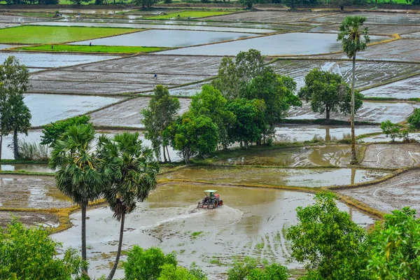 Рисовое Поле Летом Дельте Меконга Южный Вьетнам — стоковое фото